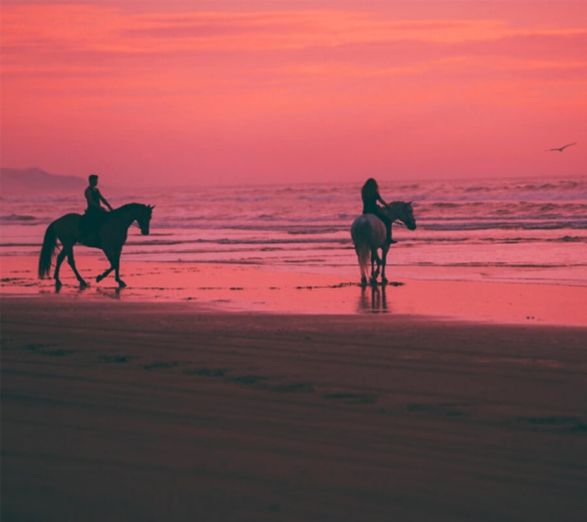 people riding horses at sunset on a beach