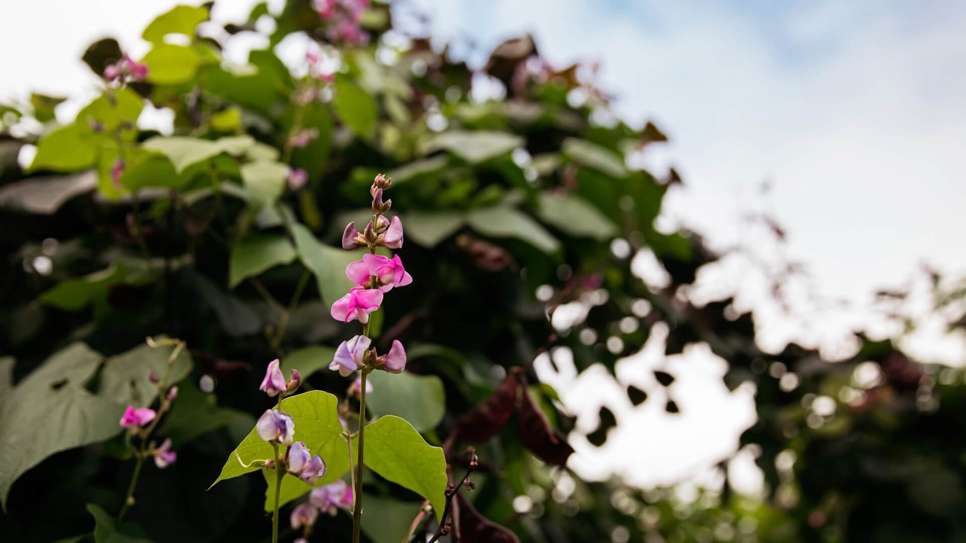 flowers and vines