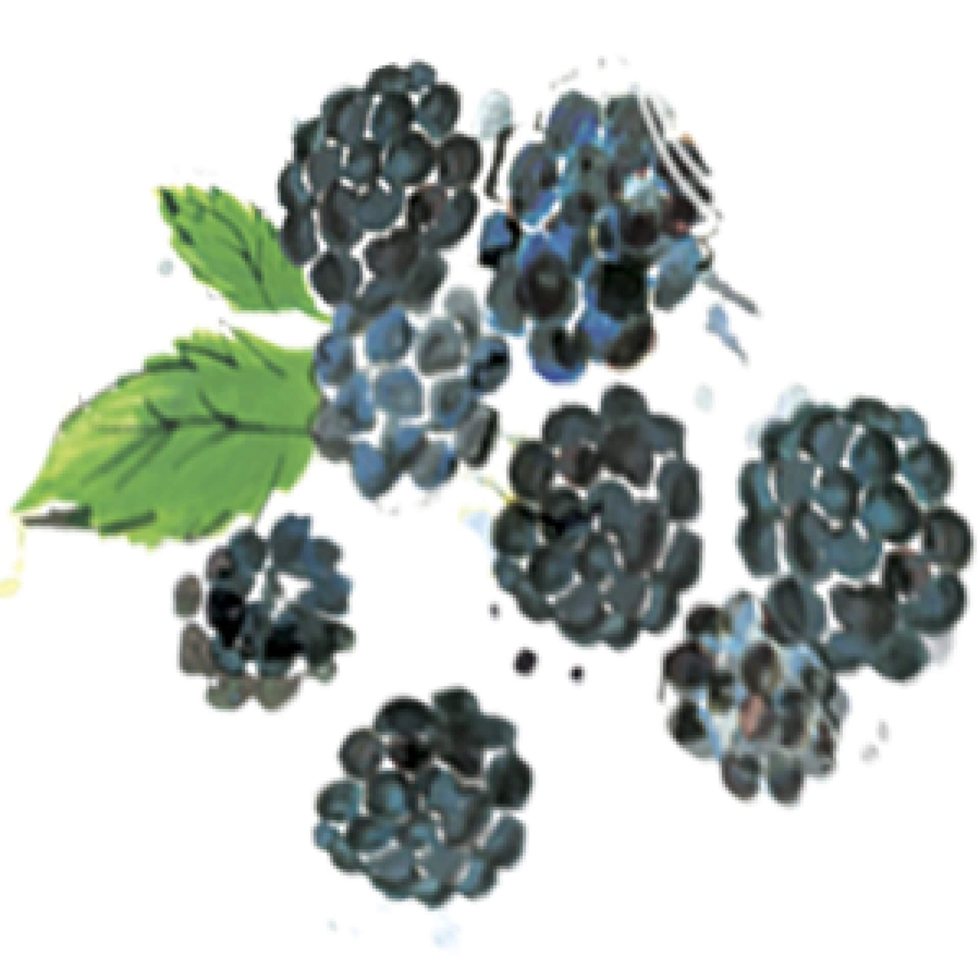 watercolor of blackberries