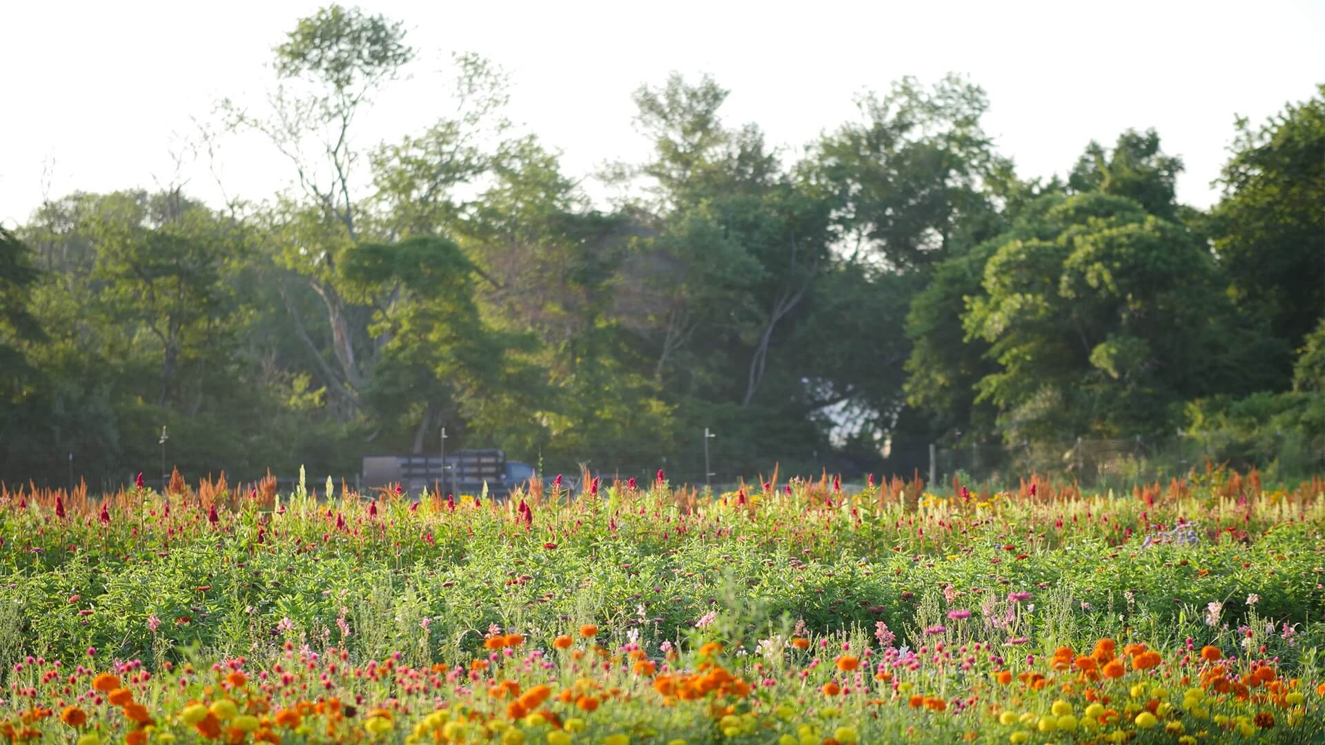 flower fields at beach plum farm