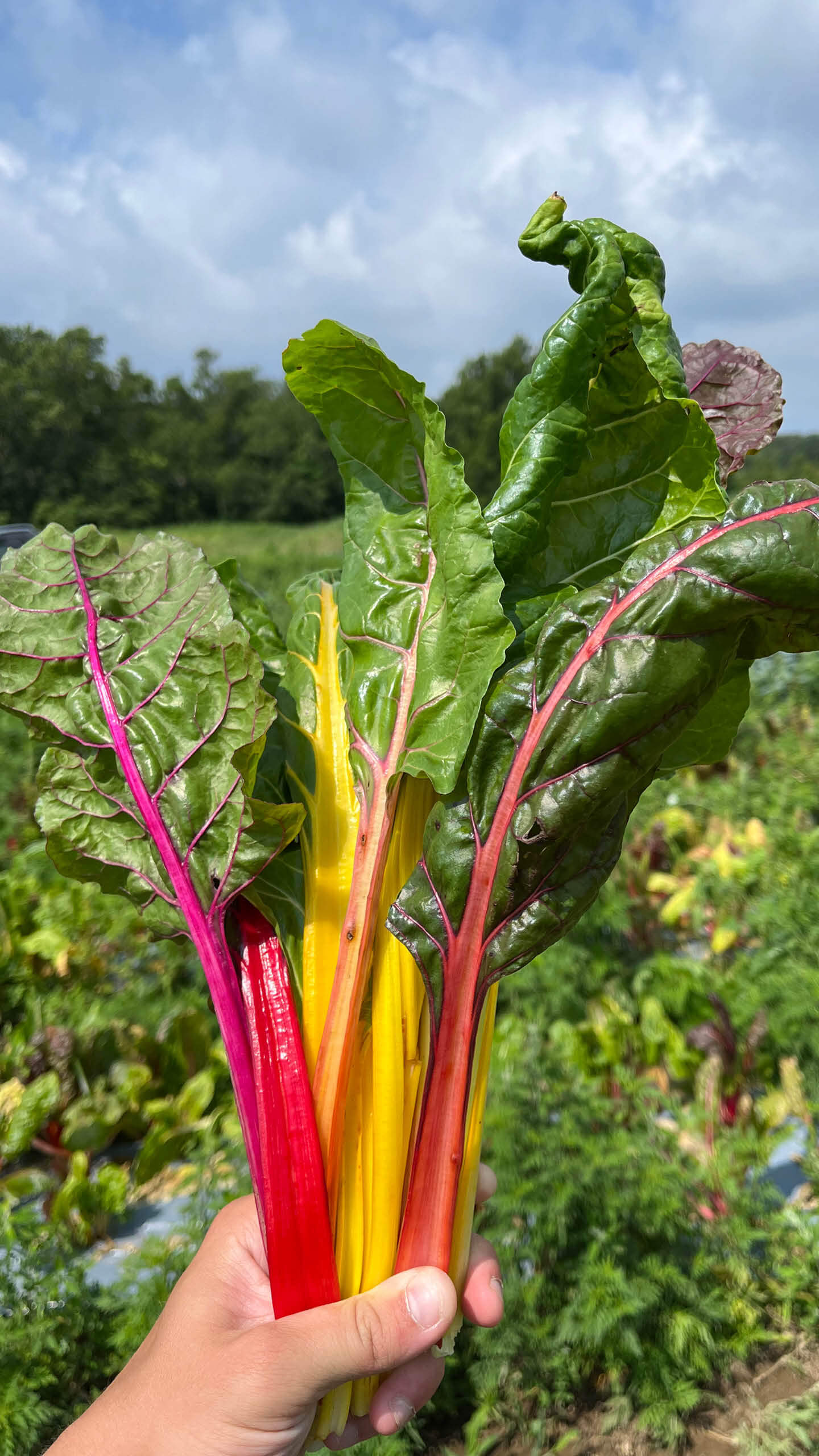 a colorful bunch of swiss chard