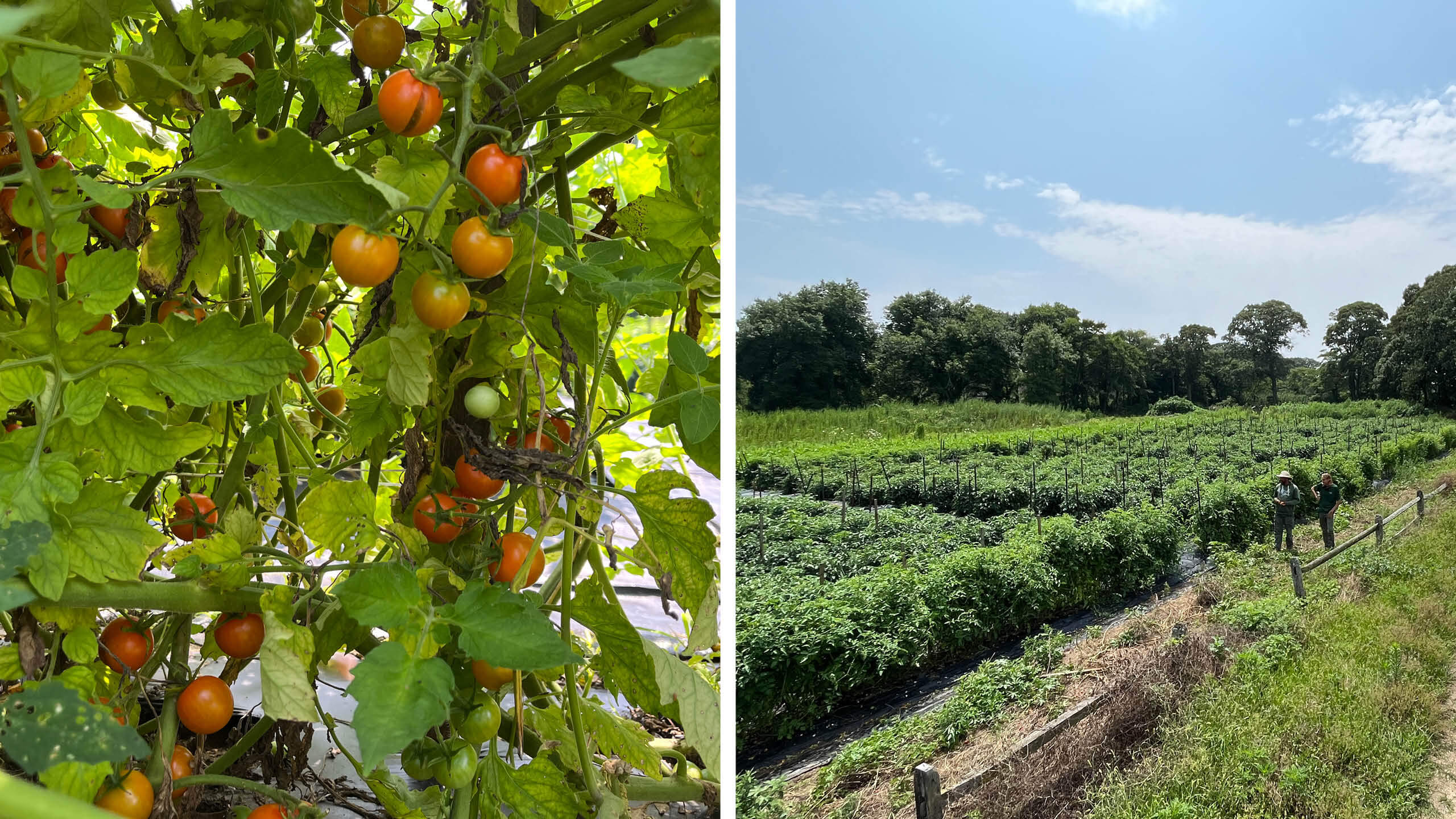 A tomato field areal view and a close up of Sungold Cherry Tomatoes